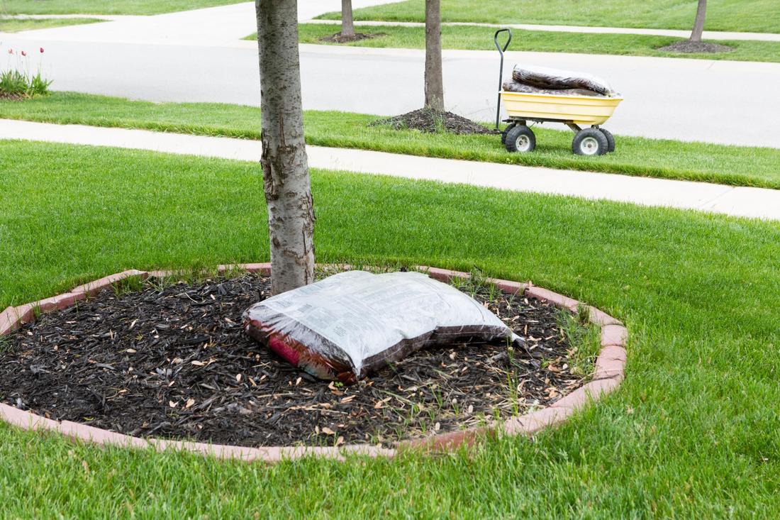 A bag of mulch at the base of a tree
