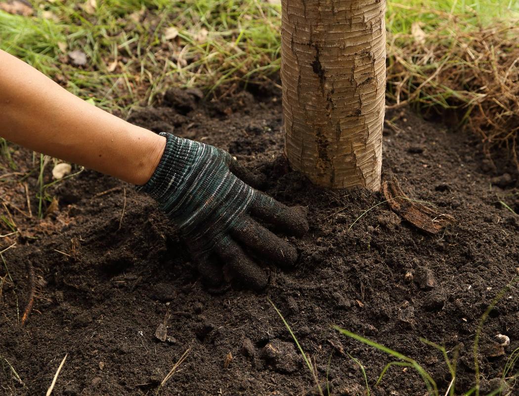 A hand in the soil around a planted tree