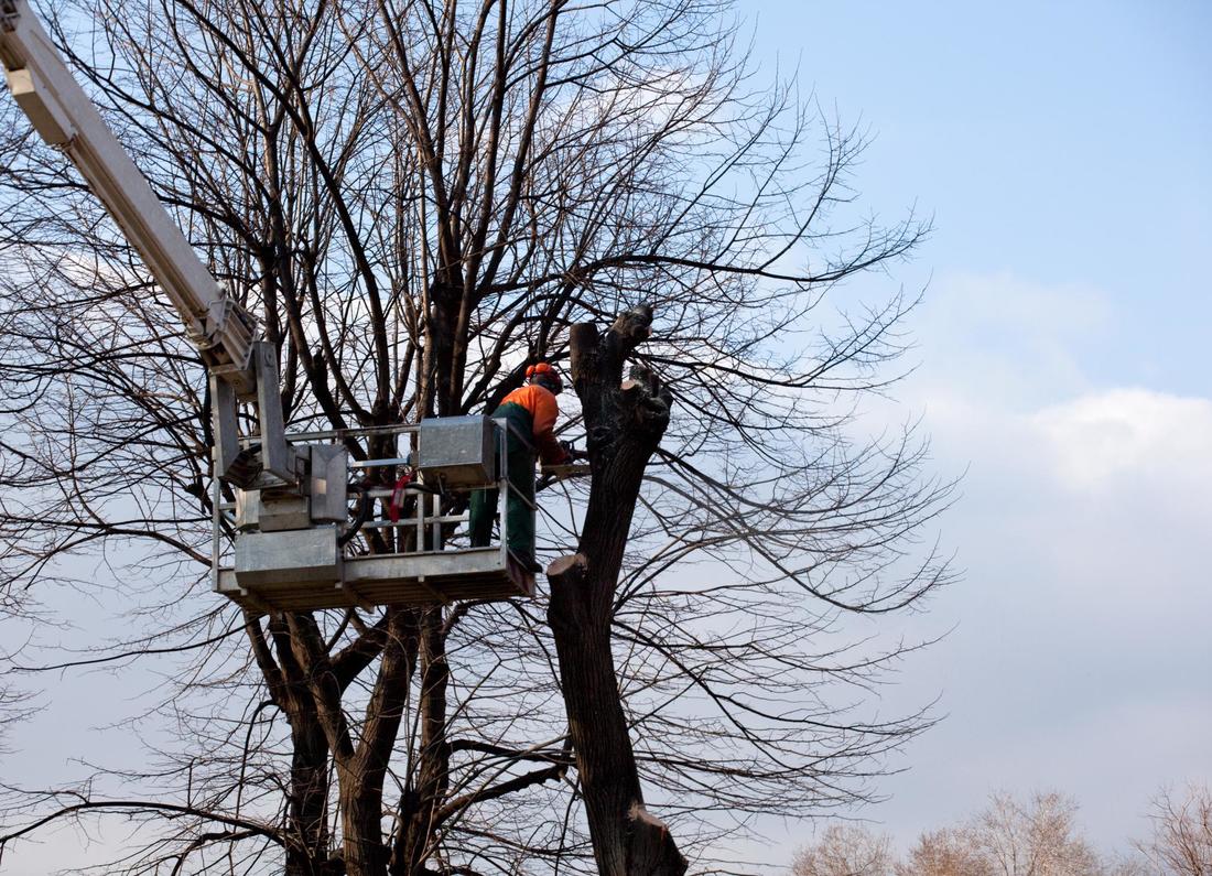 Man using a lift to maintain the safety of a tree